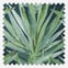 Tropic Rumba