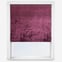 Venice Plum