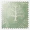 Great Oak Lichen