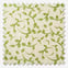 Syon Fennel