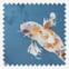 Voyage Koi Carp Cobalt