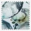 Voyage Mussel Shells Marine