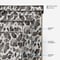 Sonova Studio Moo Mosaic Monochrome roller