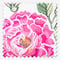 Cath Kidston Tea Rose Pink roman