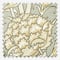 William Morris At Home Wild Tulip Sage roman