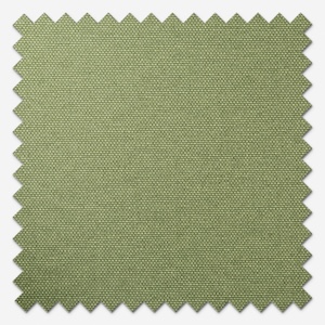 Pop Blackout Fern