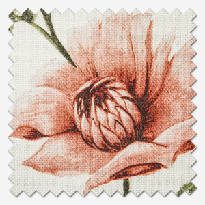 Longmoor Apricot